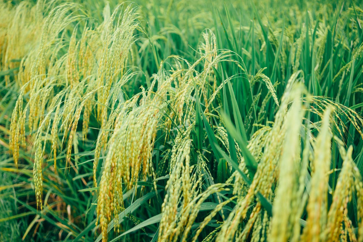 Wheat field ready for harvest under wide sky